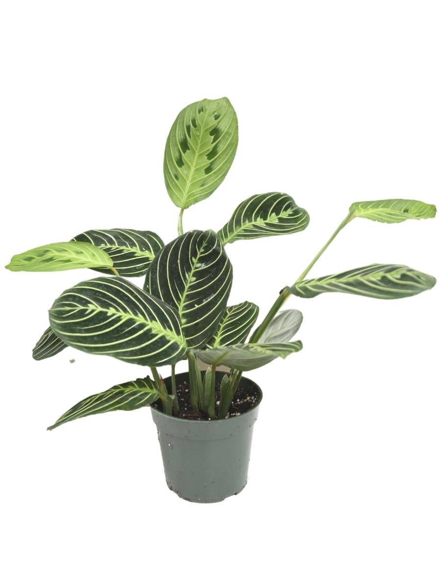 Maranta Prayer Plant 'Lemon Lime' 6"