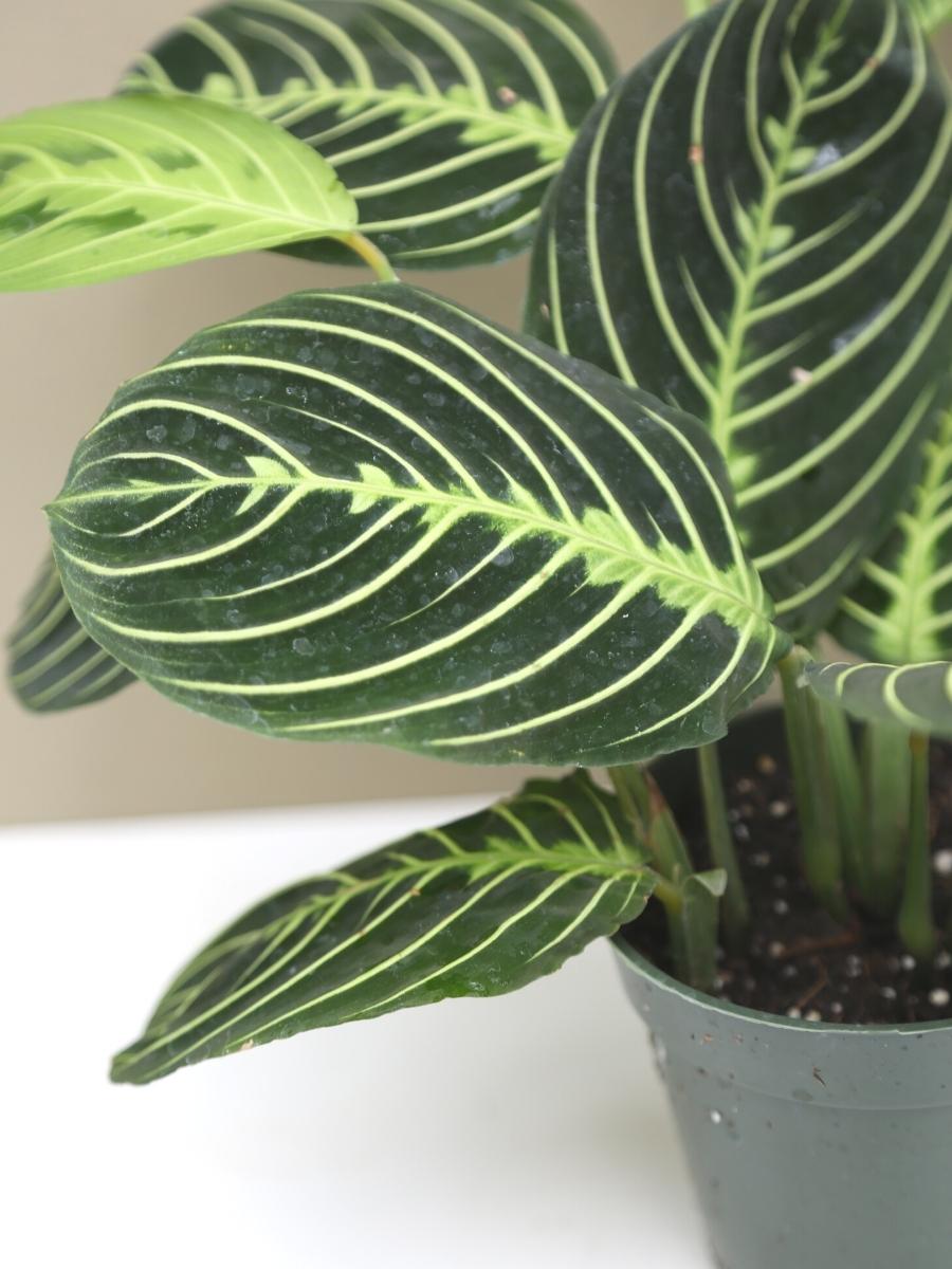 Maranta Prayer Plant 'Lemon Lime' 6"