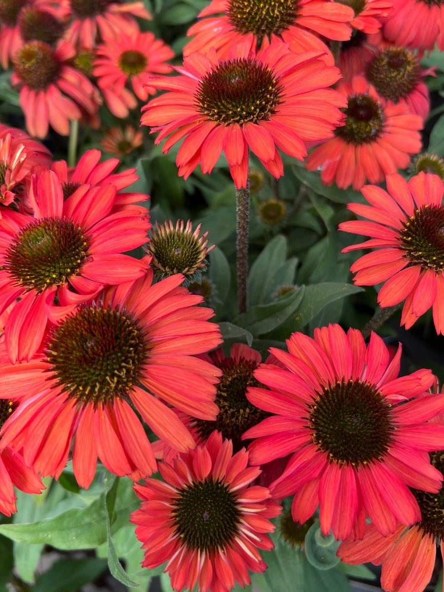 Echinacea Prima™ 'Ruby' 1G