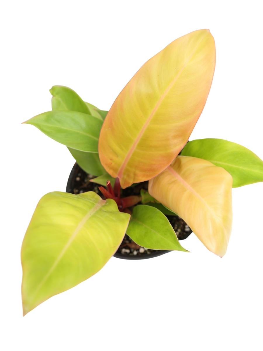 Philodendron Prince of Orange