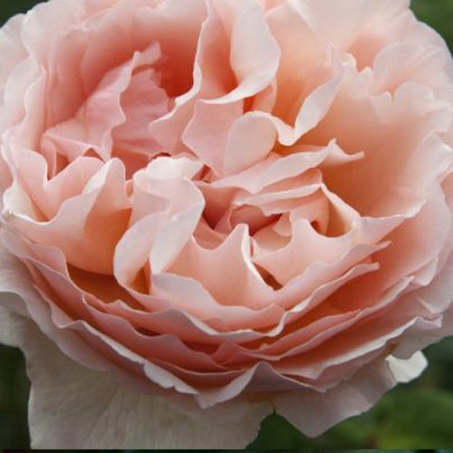 Hybrid Tea | Princesse Charlene de Monaco