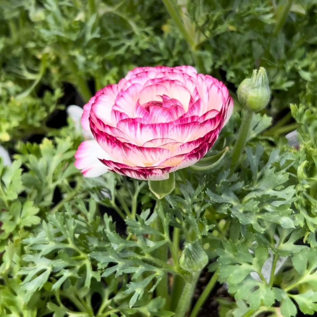 Ranunculus Violet Bi-Color 4