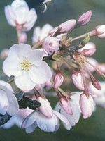 Akebono Yonshino Flowering Cherry