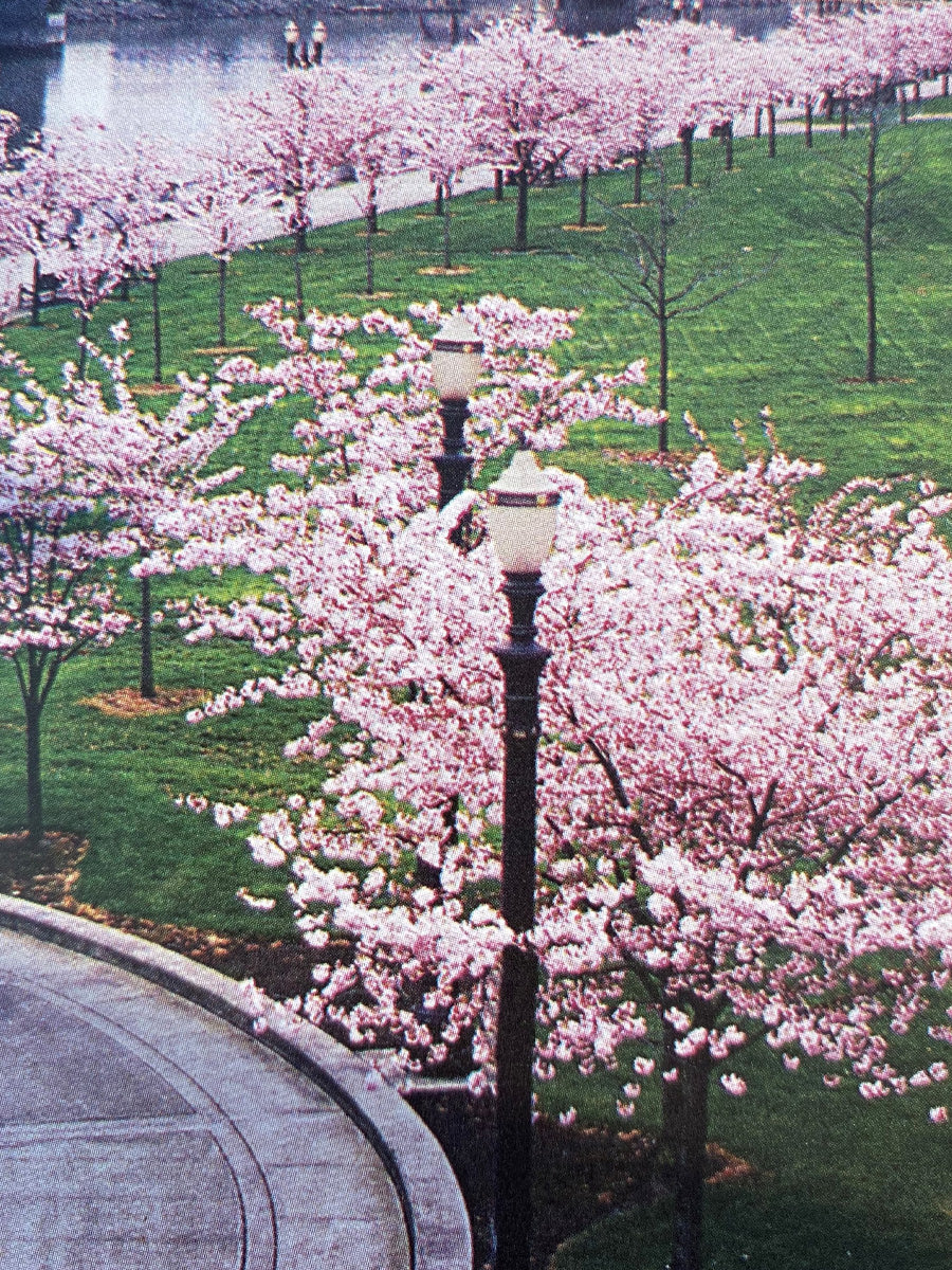 Akebono Yonshino Flowering Cherry