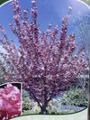 Prunus 'Royal Burgundy' | Flowering Cherry