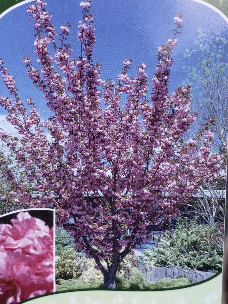 Prunus 'Royal Burgundy' | Flowering Cherry