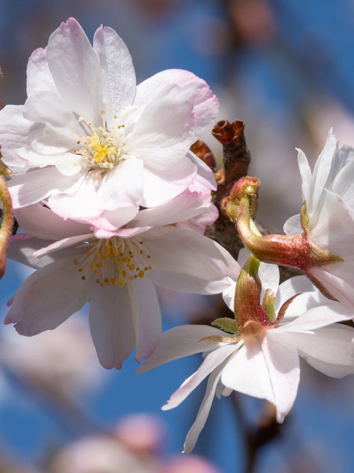 Prunus 'Subhirtella' | Higan Flowering Cherry