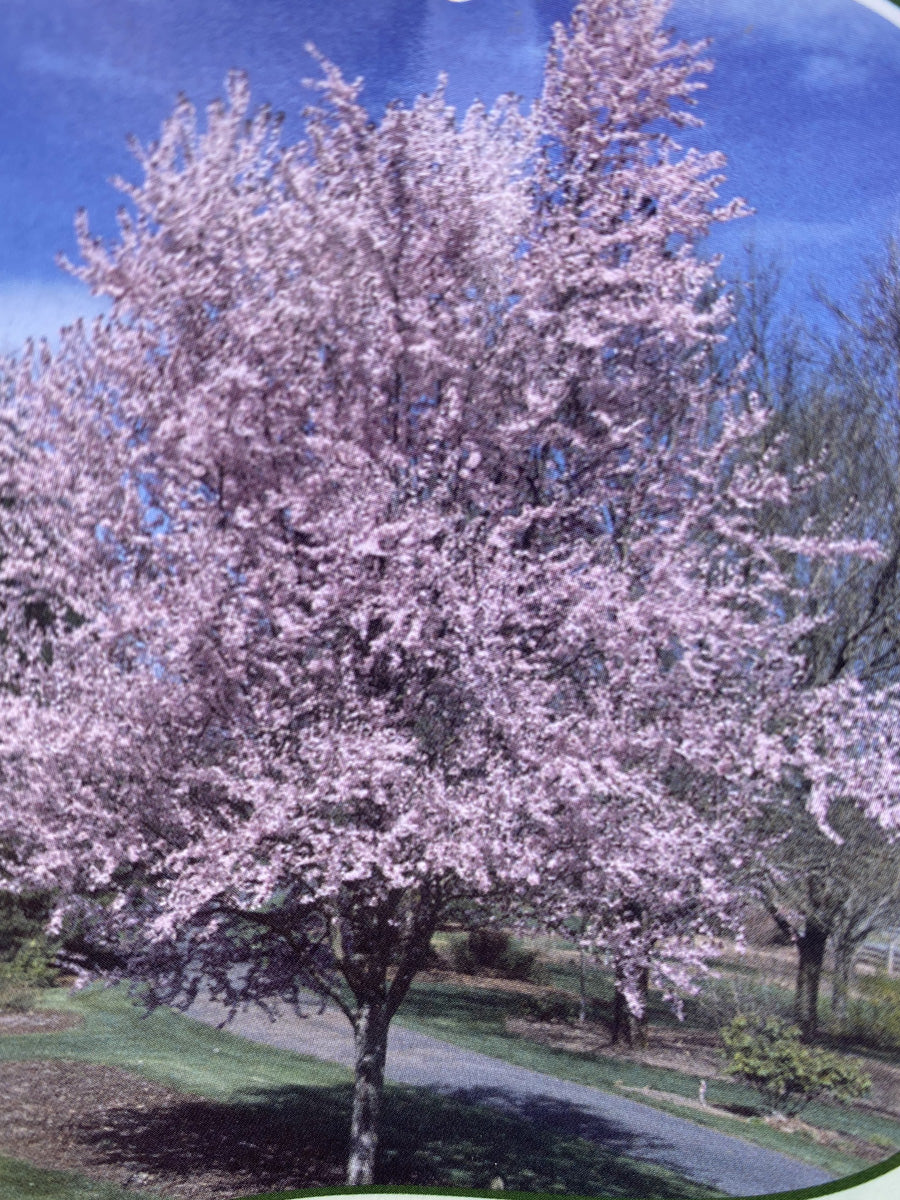 Prunus 'Thundercloud' | Flowering Cherry Plum