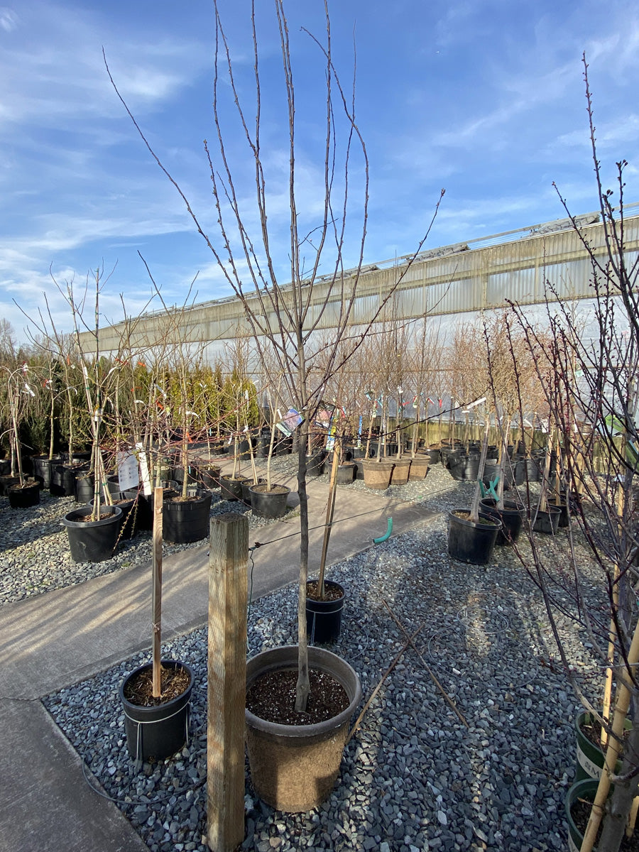 Prunus 'Thundercloud' | Flowering Cherry Plum