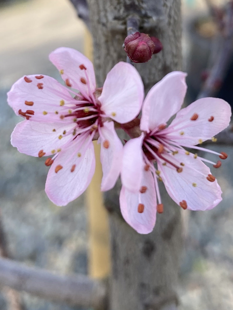 Prunus 'Thundercloud' | Flowering Cherry Plum