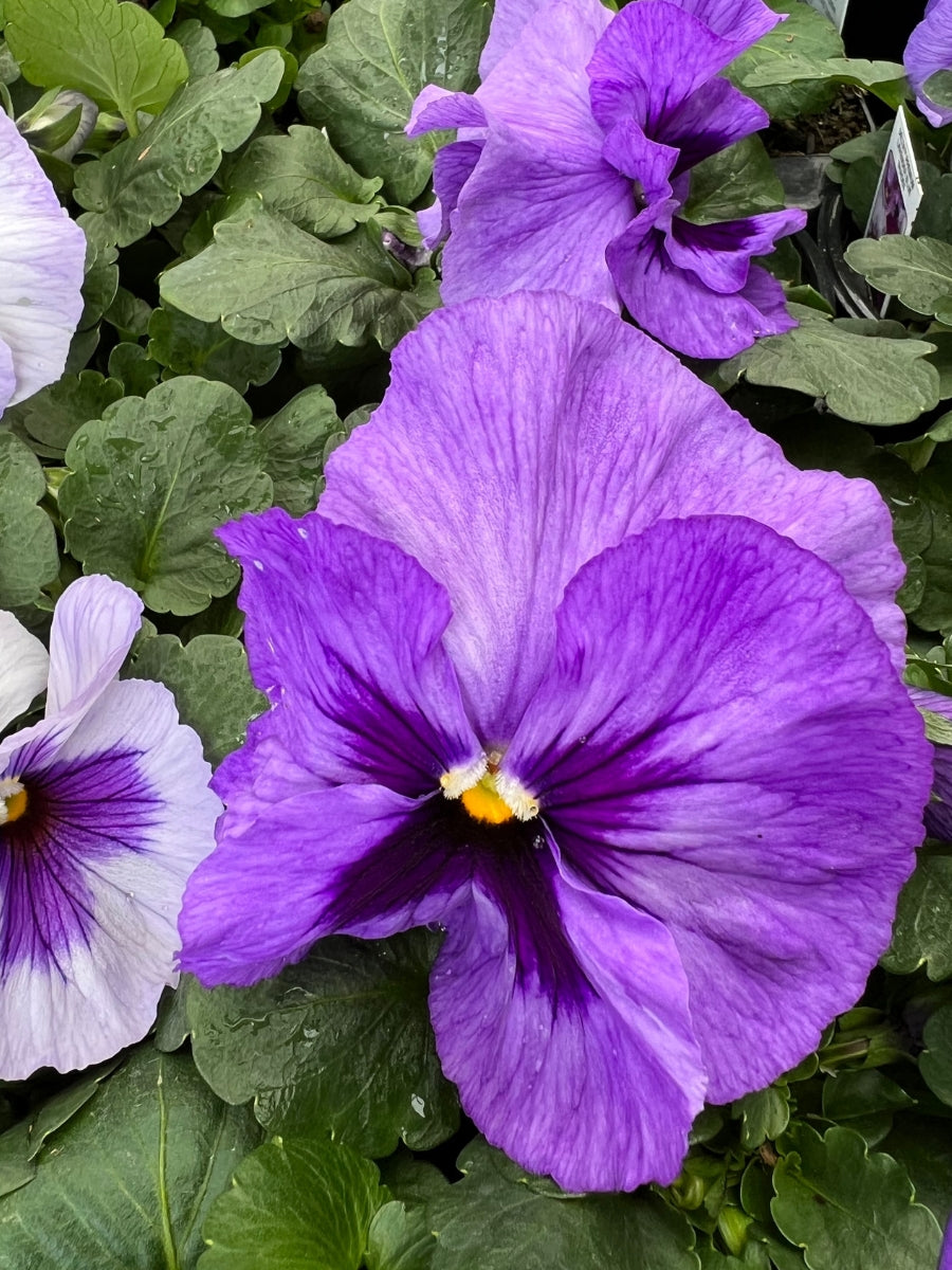 Pansies