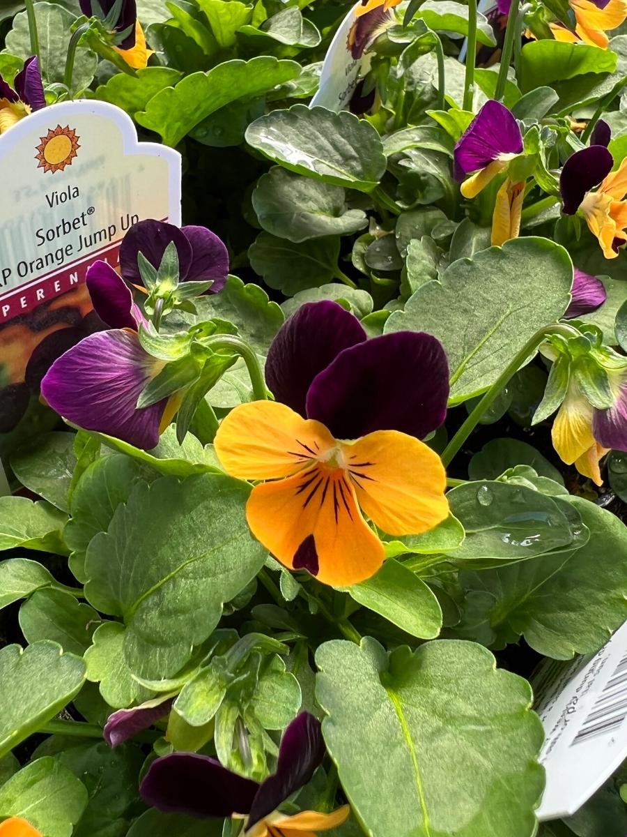 Violas