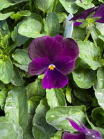 Violas