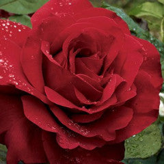 Hybrid Tea | Legends