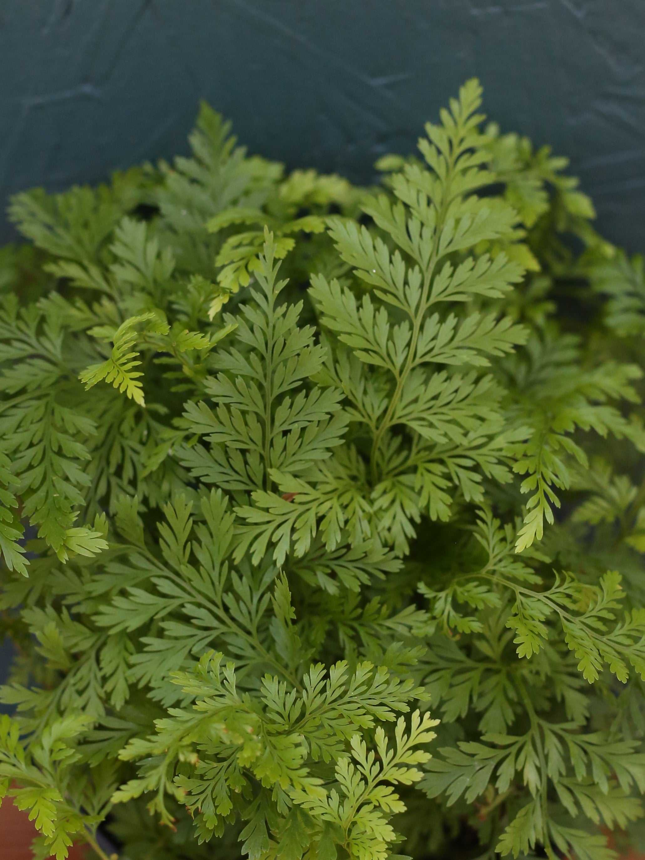 Rabbit Foot Fern