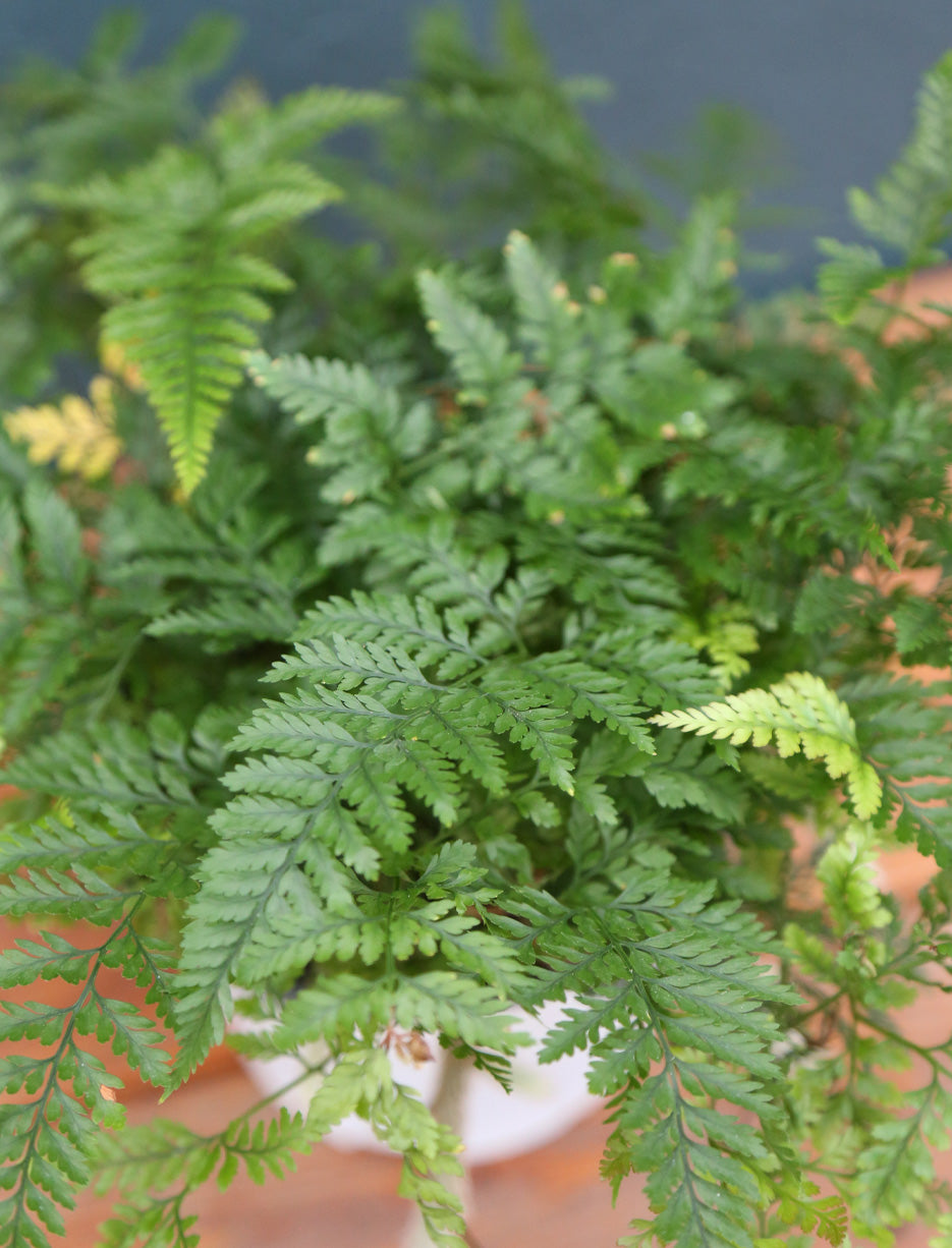 Rabbit Foot Fern