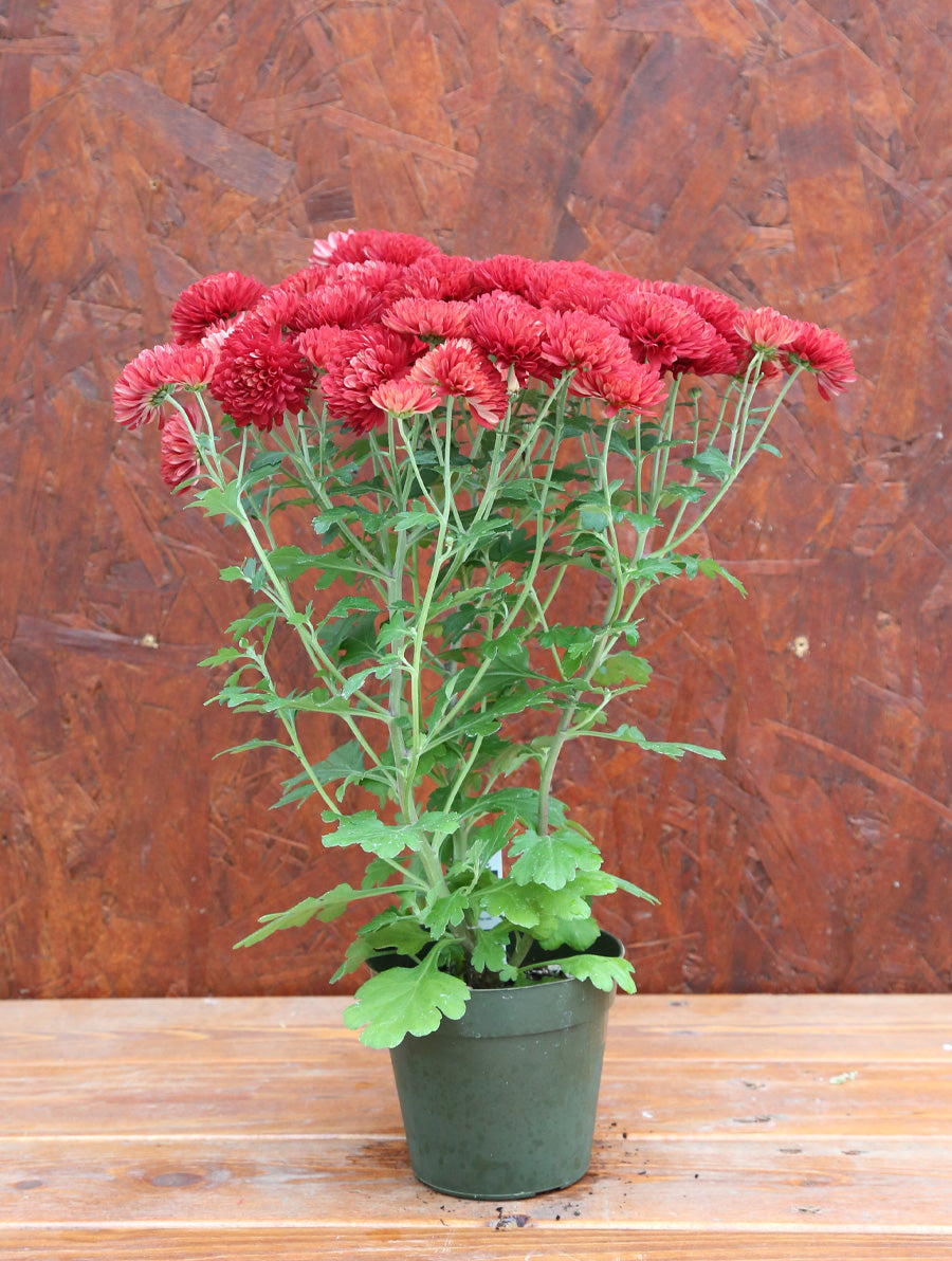 Mum ' Radiant Red'