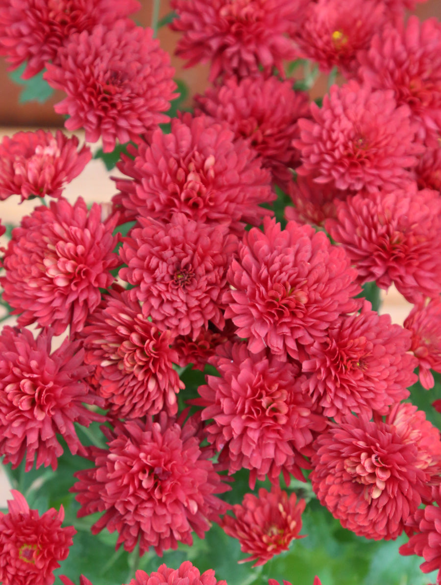 Mum ' Radiant Red'