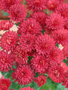 Mum Red