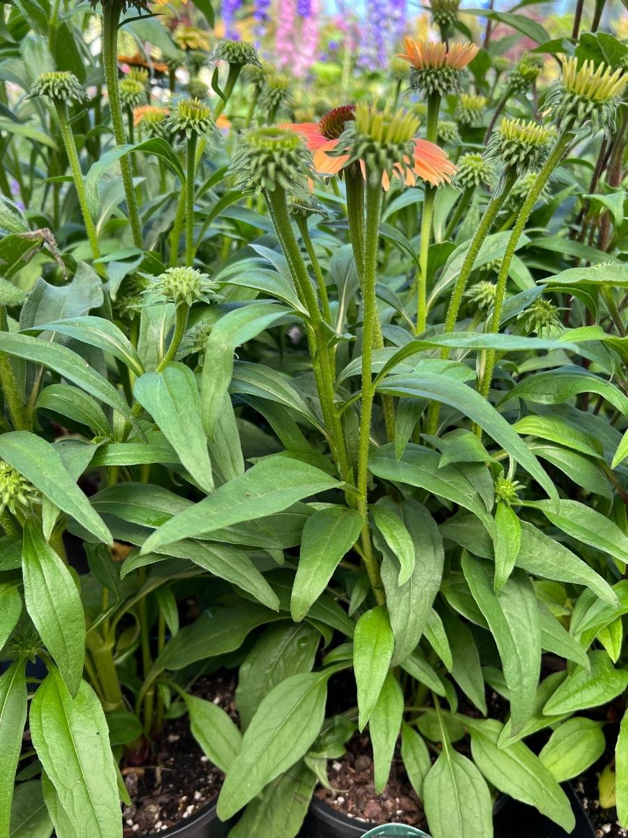 Echinacea Butterfly™ Rainbow Marcella 1G