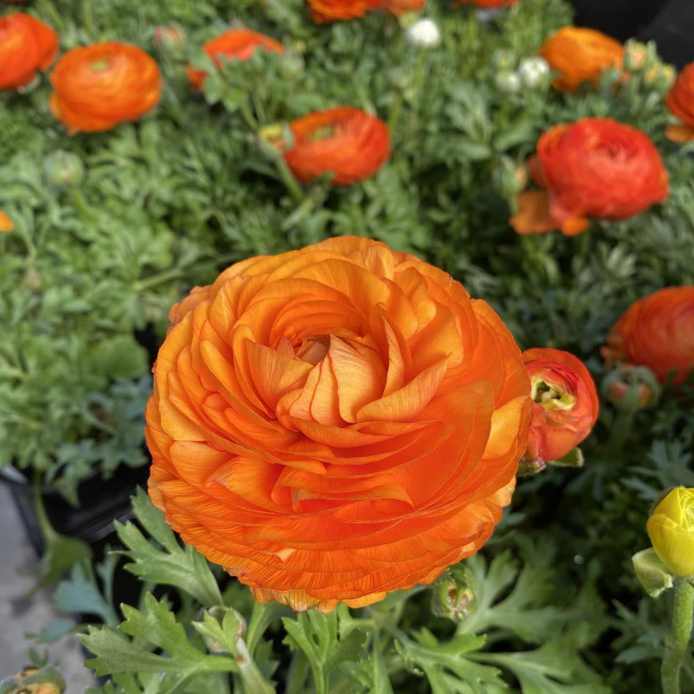 Ranunculus Orange 4