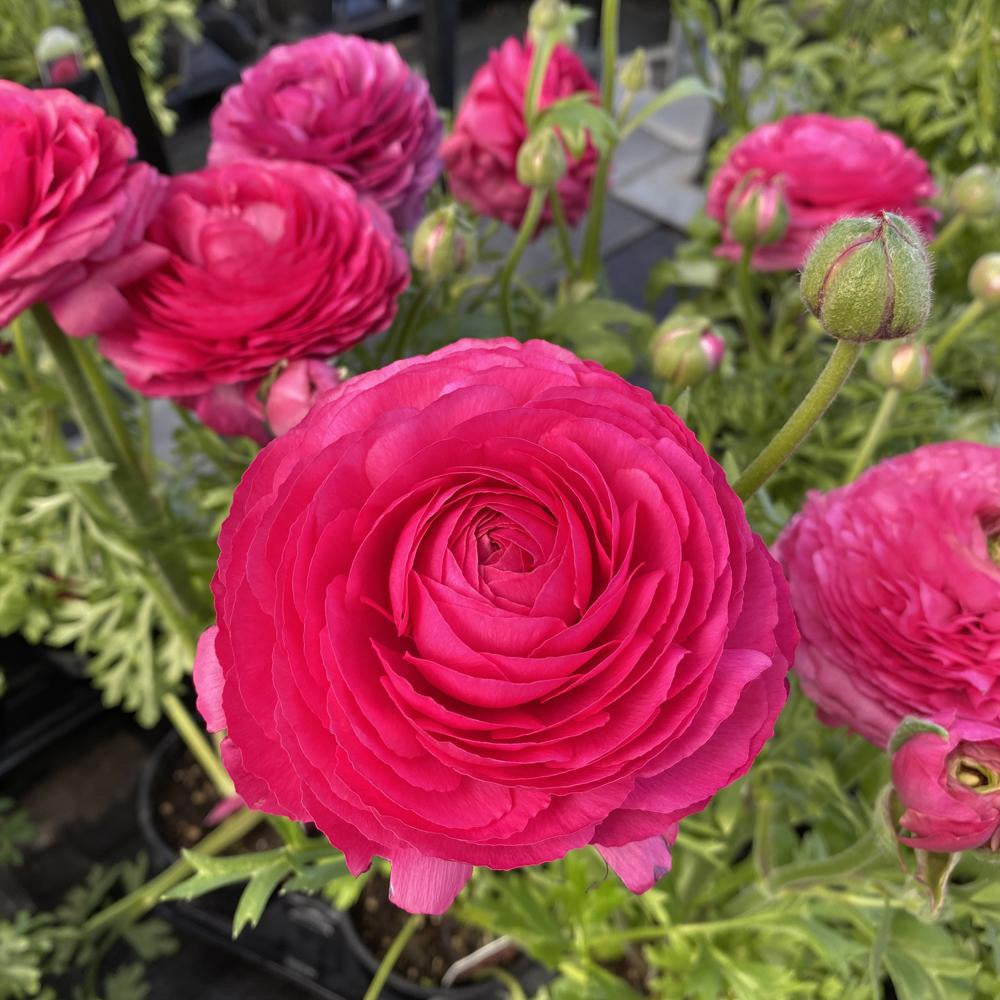 Ranunculus Pink 4