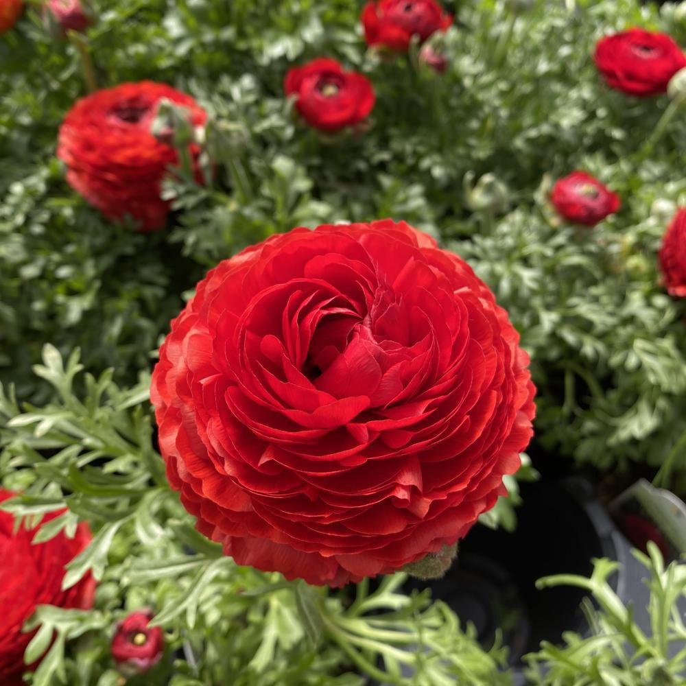 Ranunculus Red 4