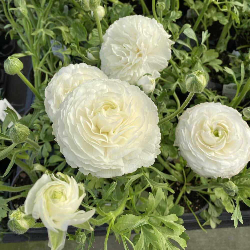 Ranunculus White 4