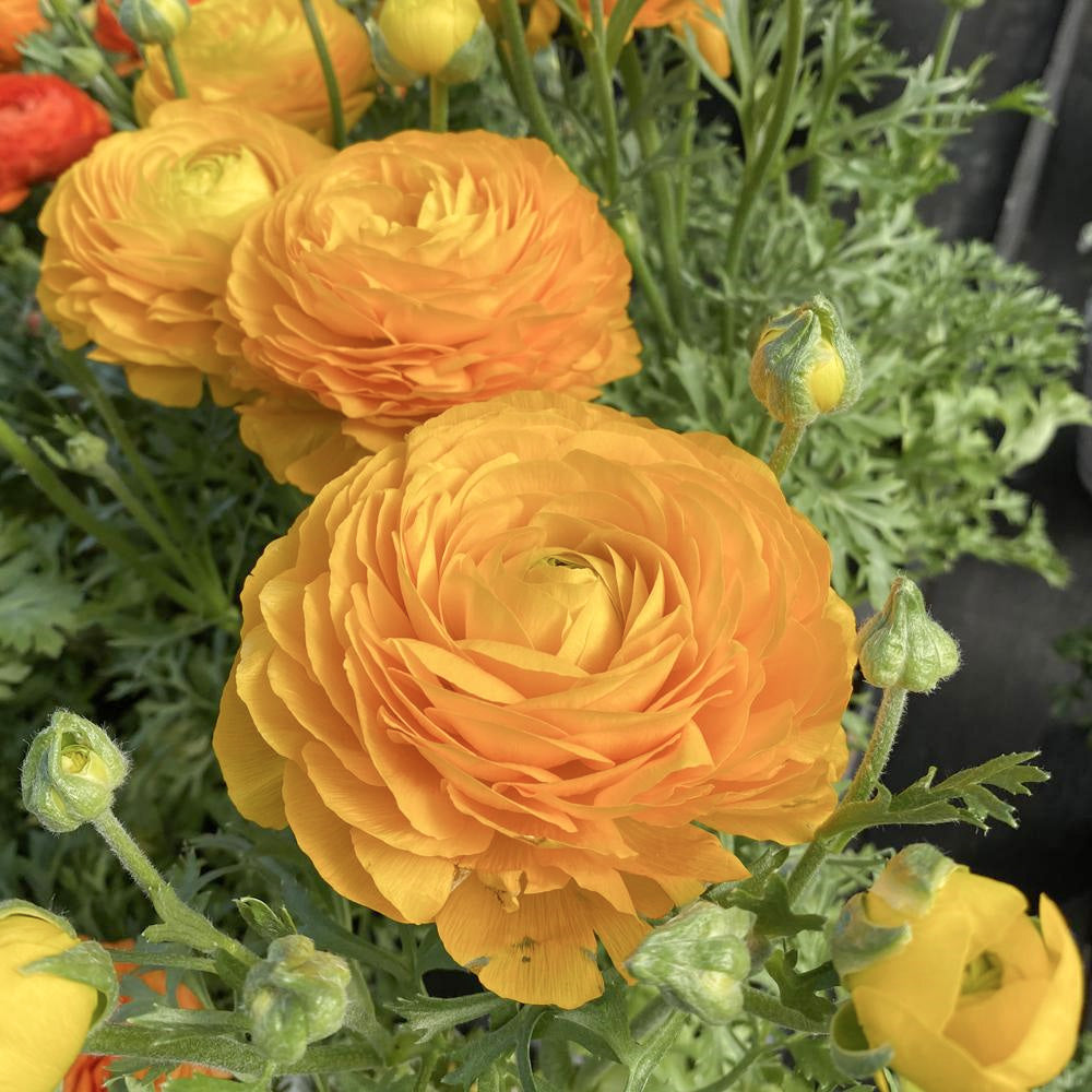 Ranunculus Yellow 4