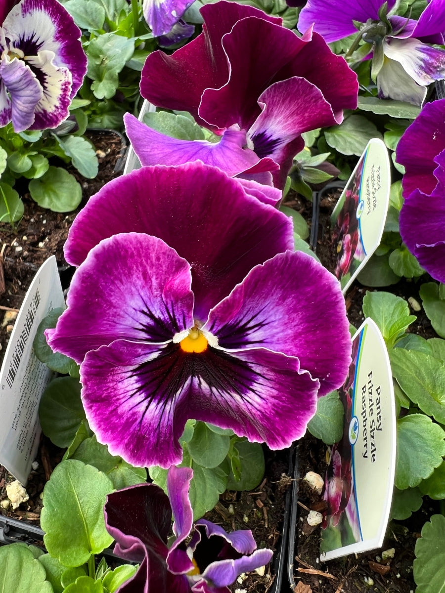 Pansies