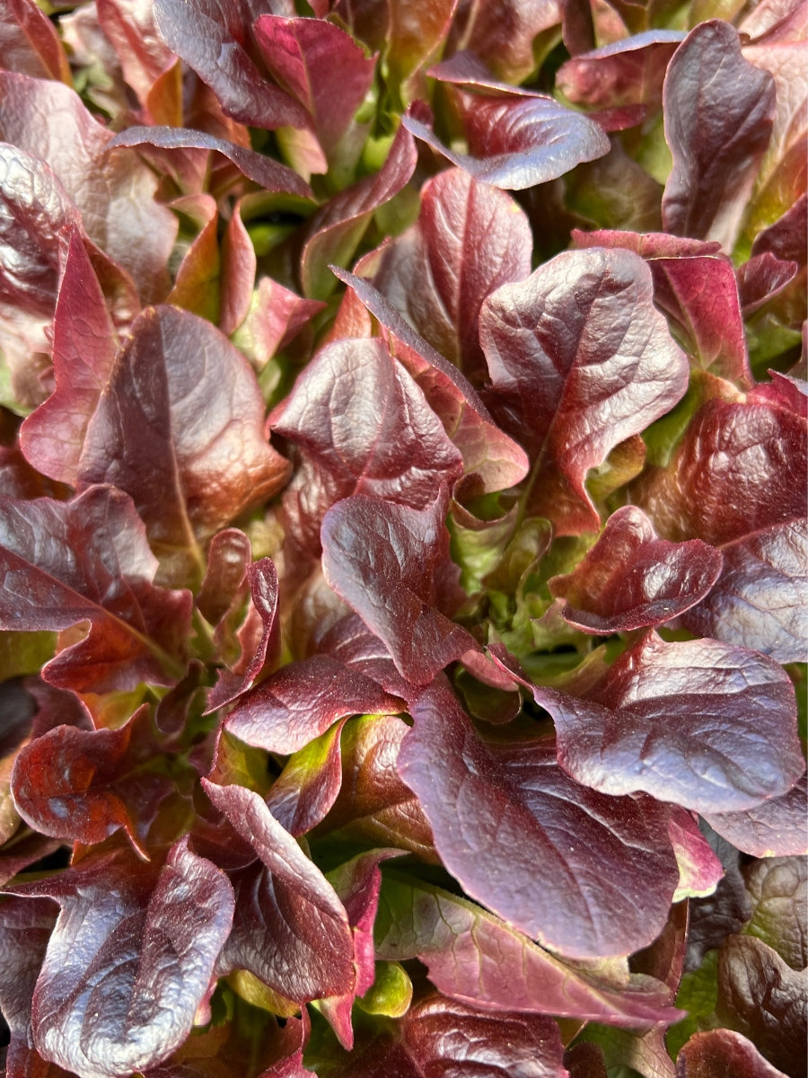 Organic Jumbo Pack | Lettuce Red Leaf