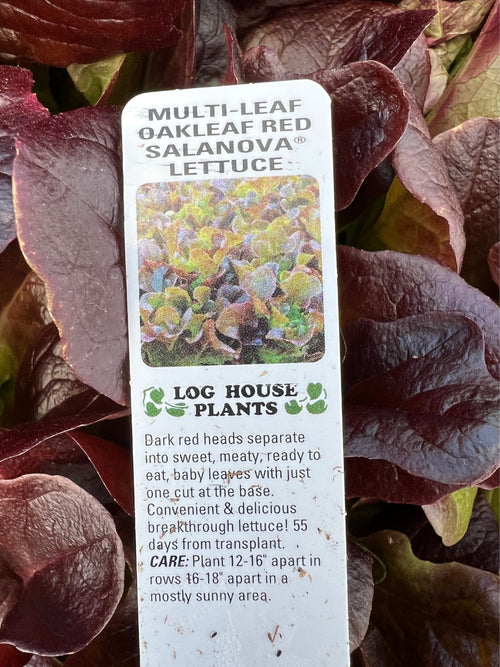 Organic Jumbo Pack | Lettuce Red Leaf