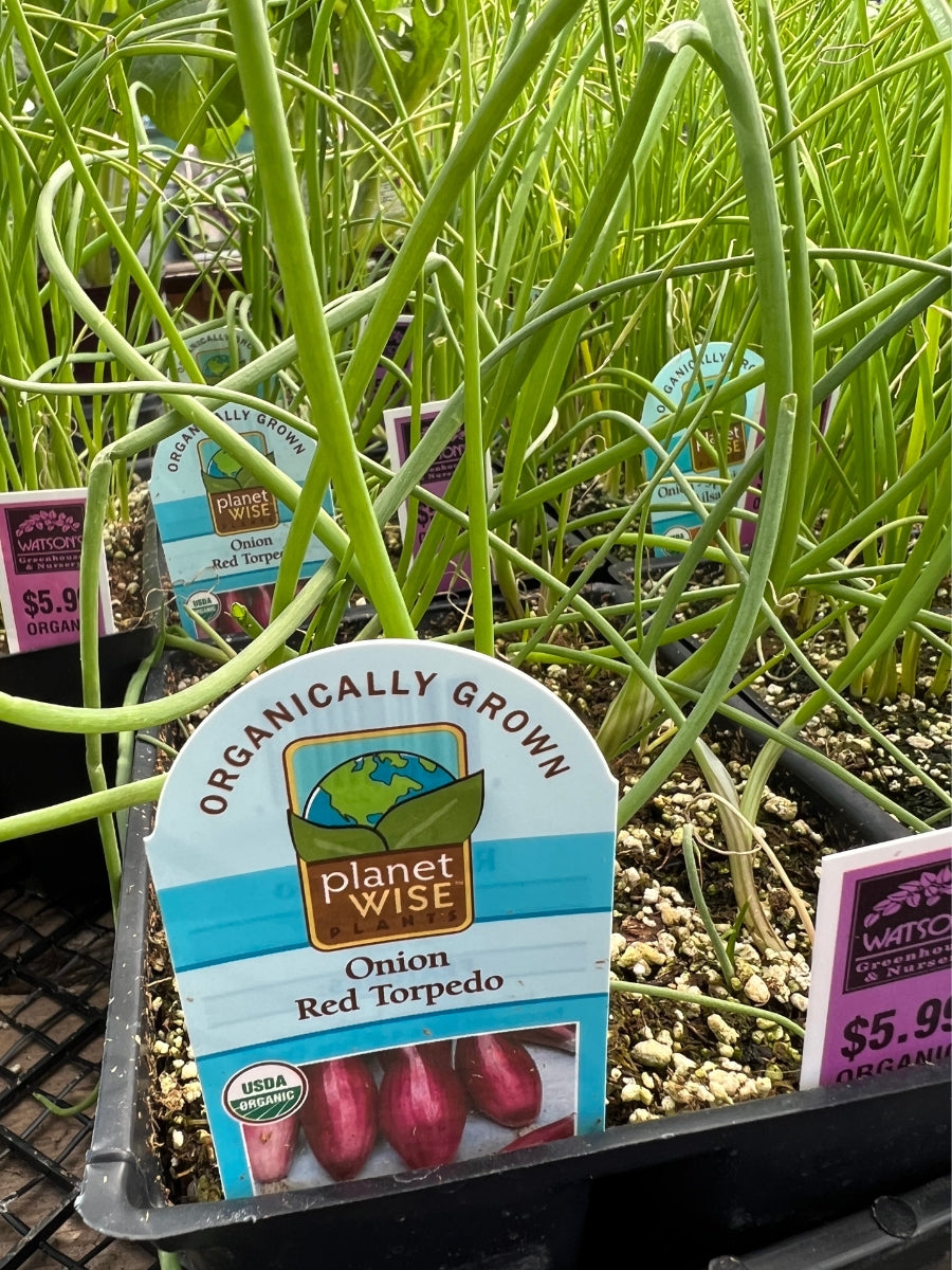 Watson's Greenhouse 