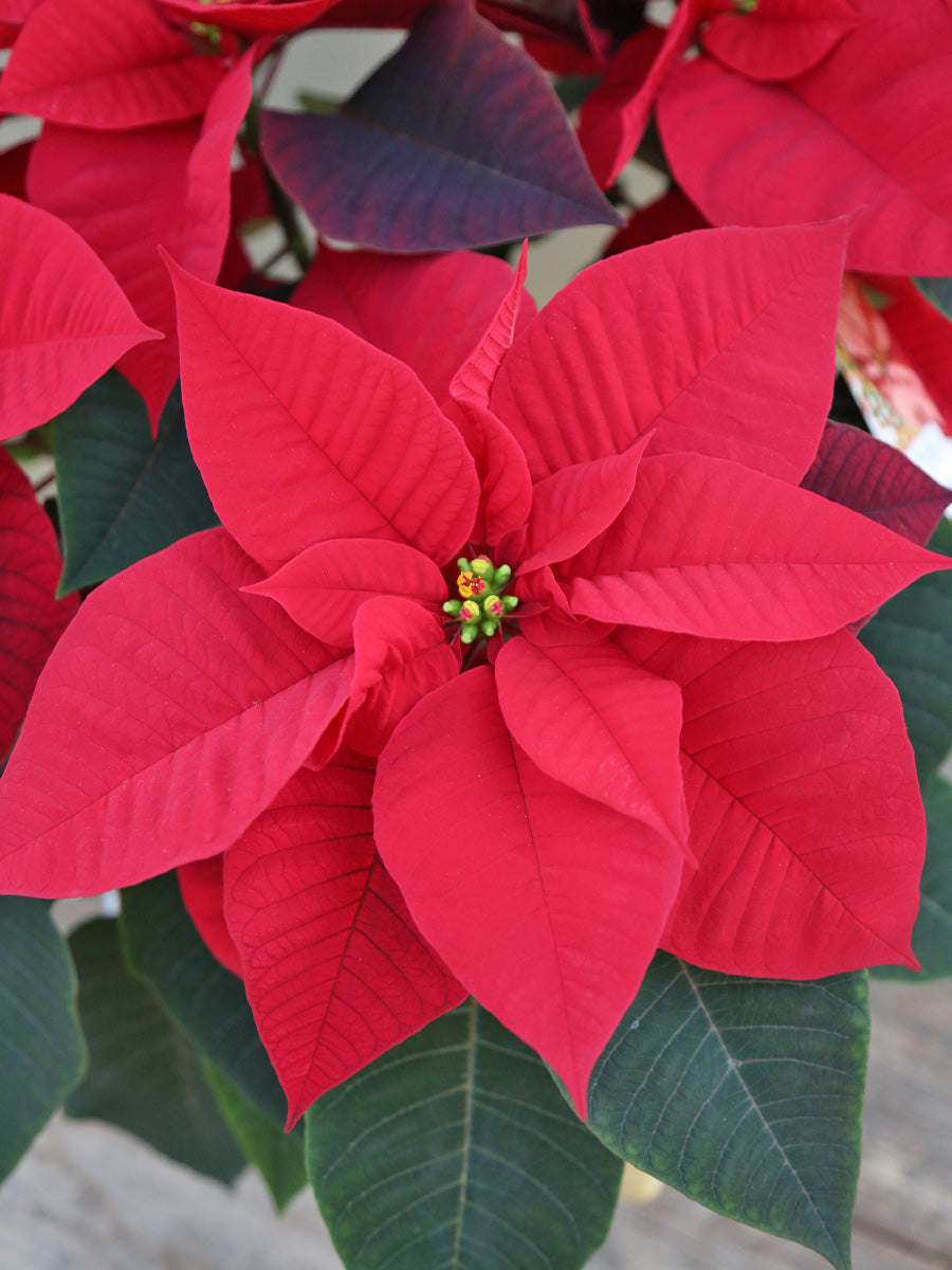 Poinsettia 'Christmas Beauty Red'