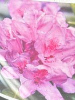 Rhododendron 'Daphnoides' 5G
