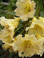 Rhododendron 'Evening Glow'