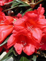 Rhododendron 'Fred G Peste' 2G