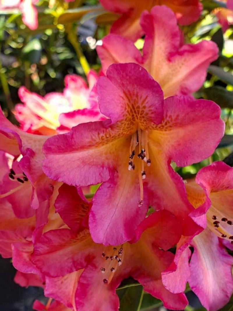 Rhododendron 'Golden Gate'