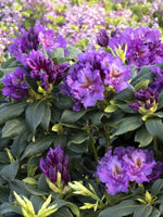 Rhododendron 'Lee's Dark Purple'