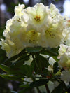 Rhododendron 'Odee Wright'