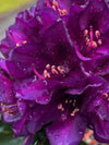 Rhododendron 'Polarnacht'