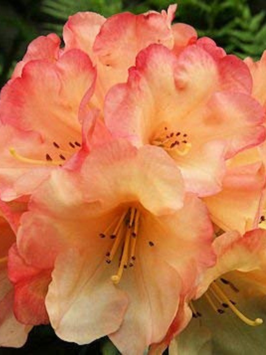 Rhododendron 'Seaview Sunset'