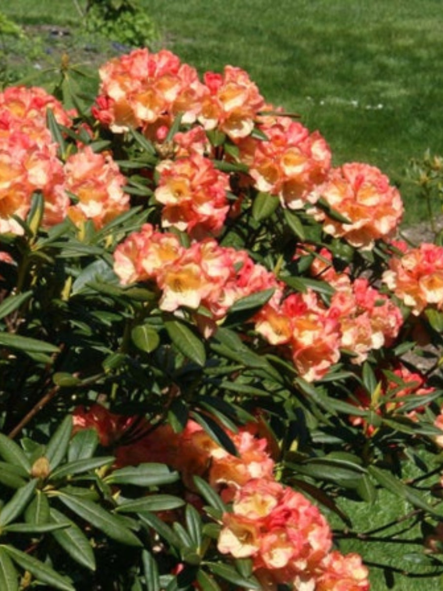 Rhododendron 'Seaview Sunset'