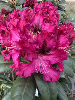 Rhododendron 'Sefton'