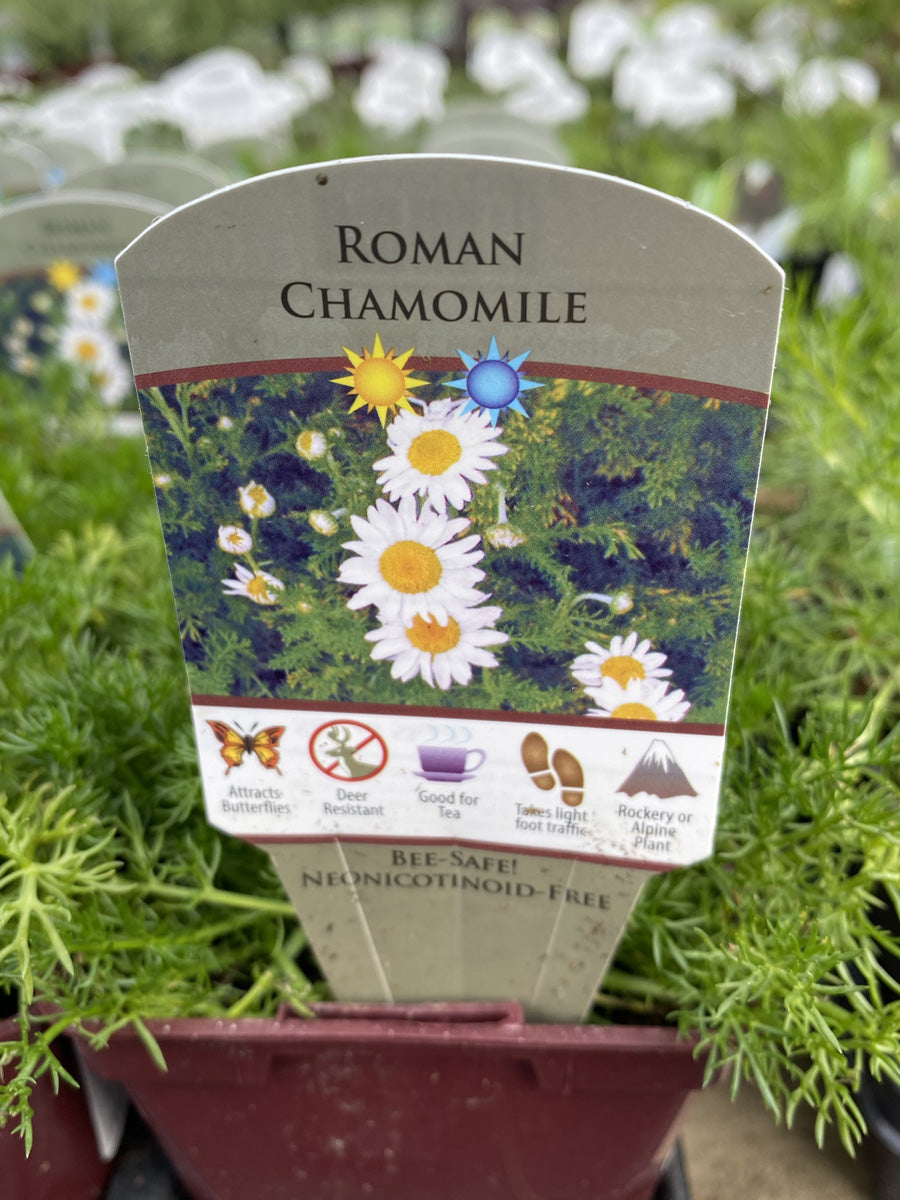 Chamomile 4"