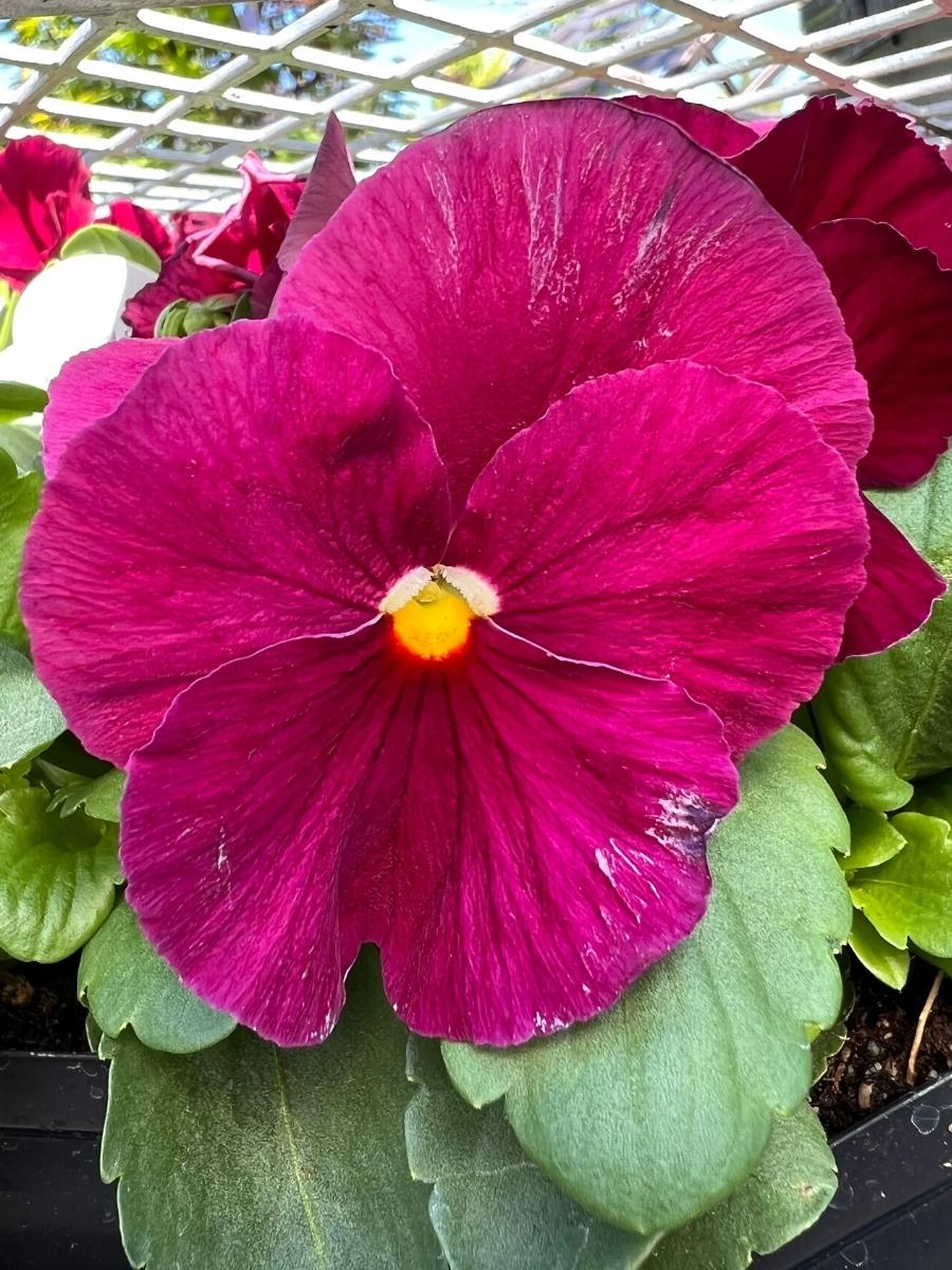 Pansies