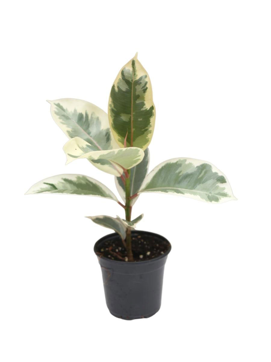 Ficus Rubber Plant 'Tineke'