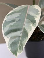 Ficus Rubber Plant 'Tineke'