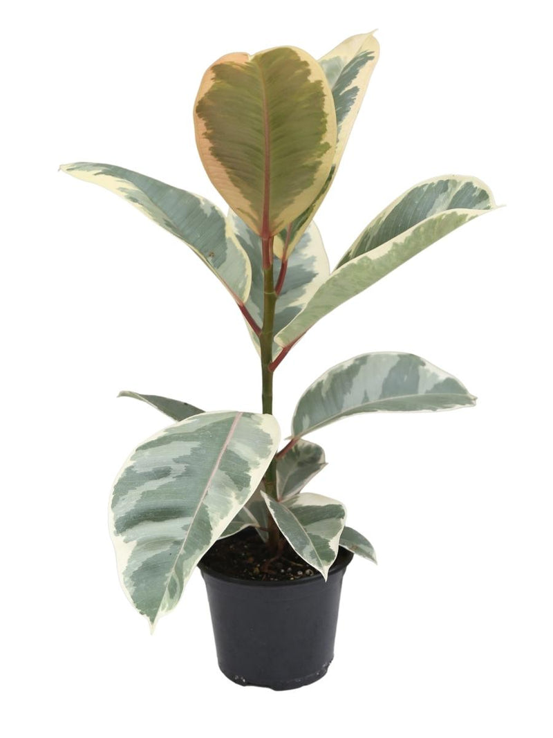 Ficus Rubber Plant 'Tineke'