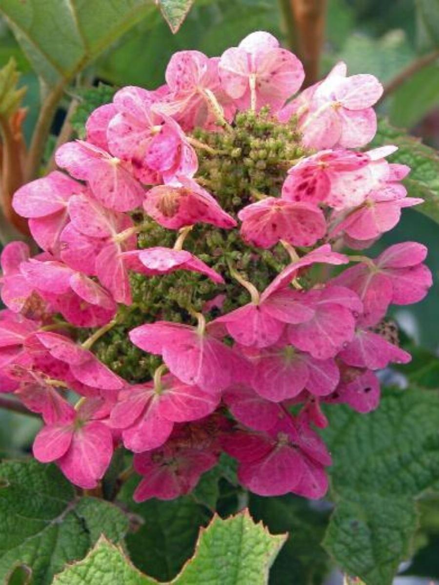 Hydrangea Ruby Slippers 5G